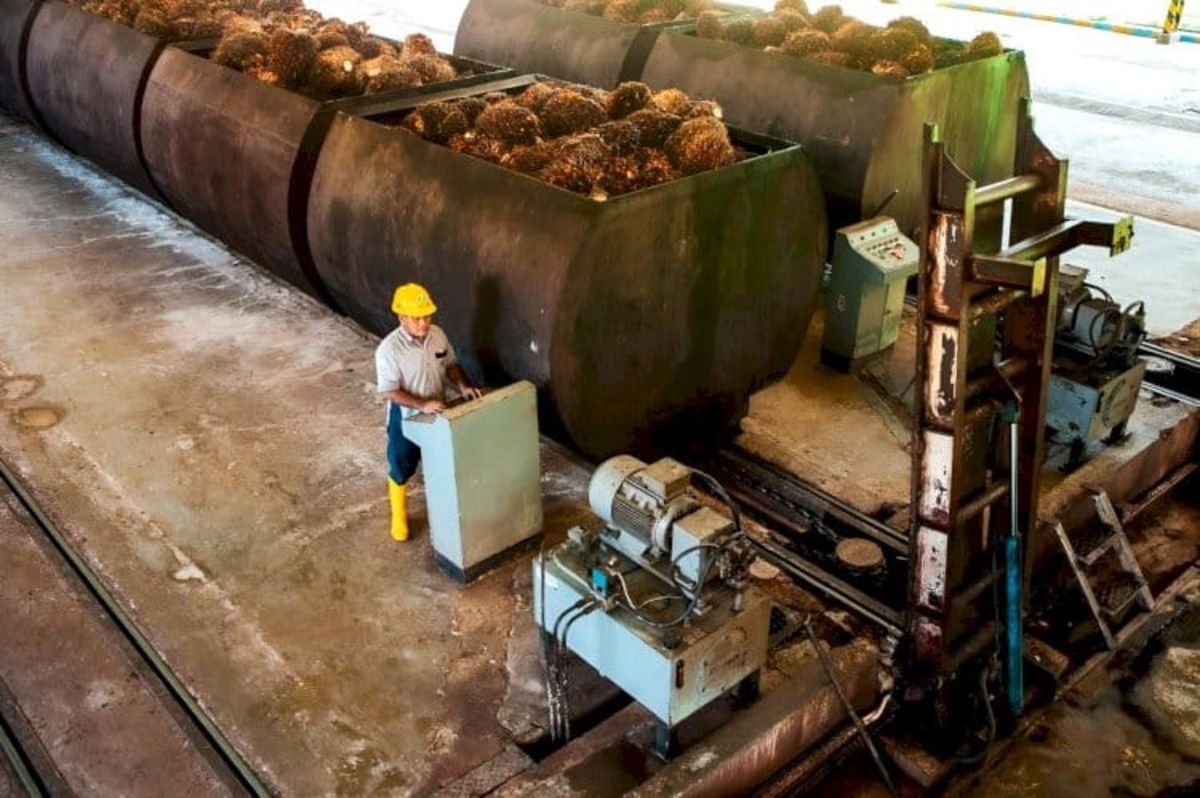 Harga CPO Dekati Rp22 Juta per Ton, Minyak Dunia Jadi Penentu