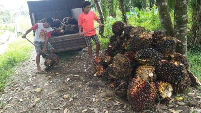 Harga Sawit di Tanah Jawa Tembus Rp2.750 Per Kg