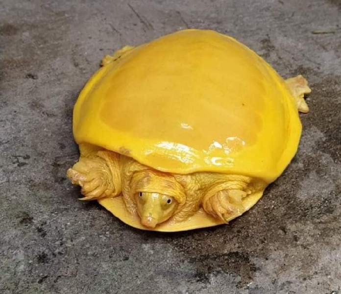 Kurakura Albino Langka, Terlihat Bagai Sepotong Keju Meleleh