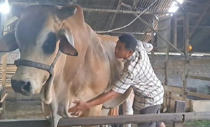 Wah! Teman Raffi Ahmad Beli Sapi di Deli Serdang Seharga Rp150 Juta