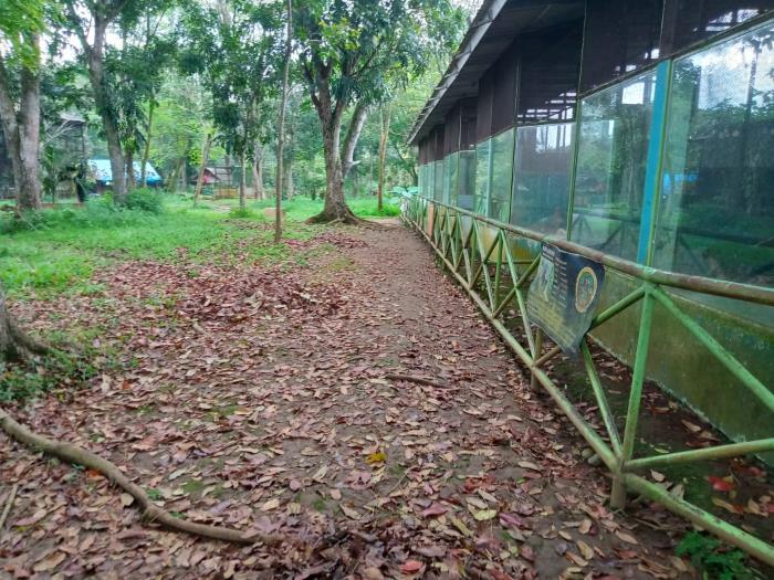 Daun bertumpuk