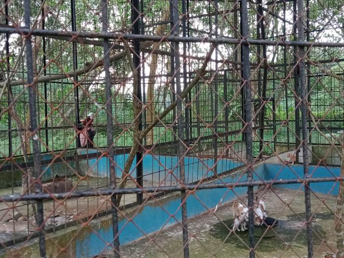 Kucing di sangkar elang