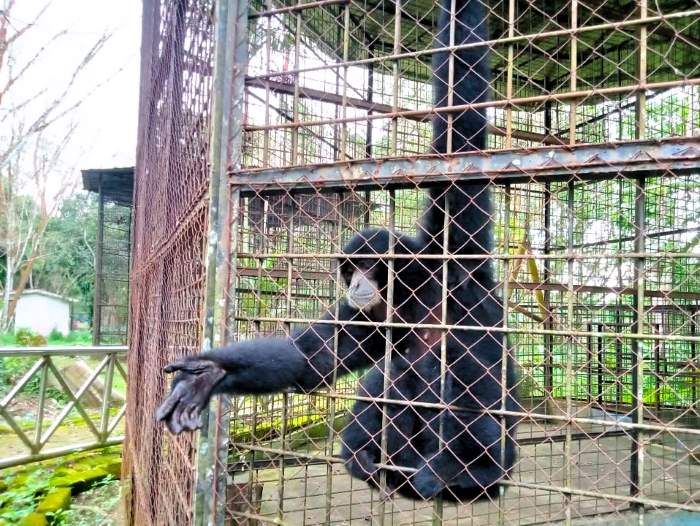 Siamang